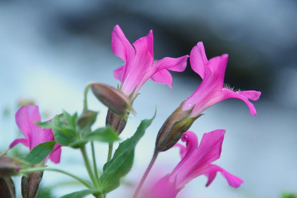 Pink Monkey-Flower