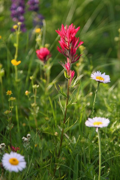 Common Red Paintbrush