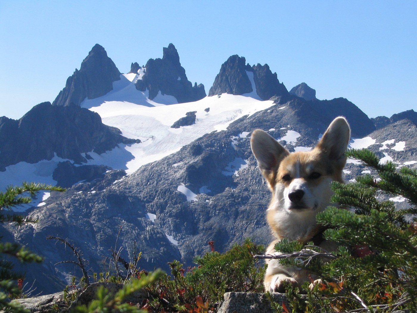 1st ascent of Iron Cap Mtn. by a corgi without supplemental oxygen on a Sunday. Probably. Cascade Liberation Organization.