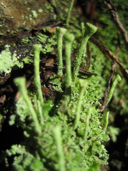 curious lichen, by Sharon