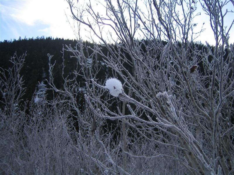filigree ice, by Sharon