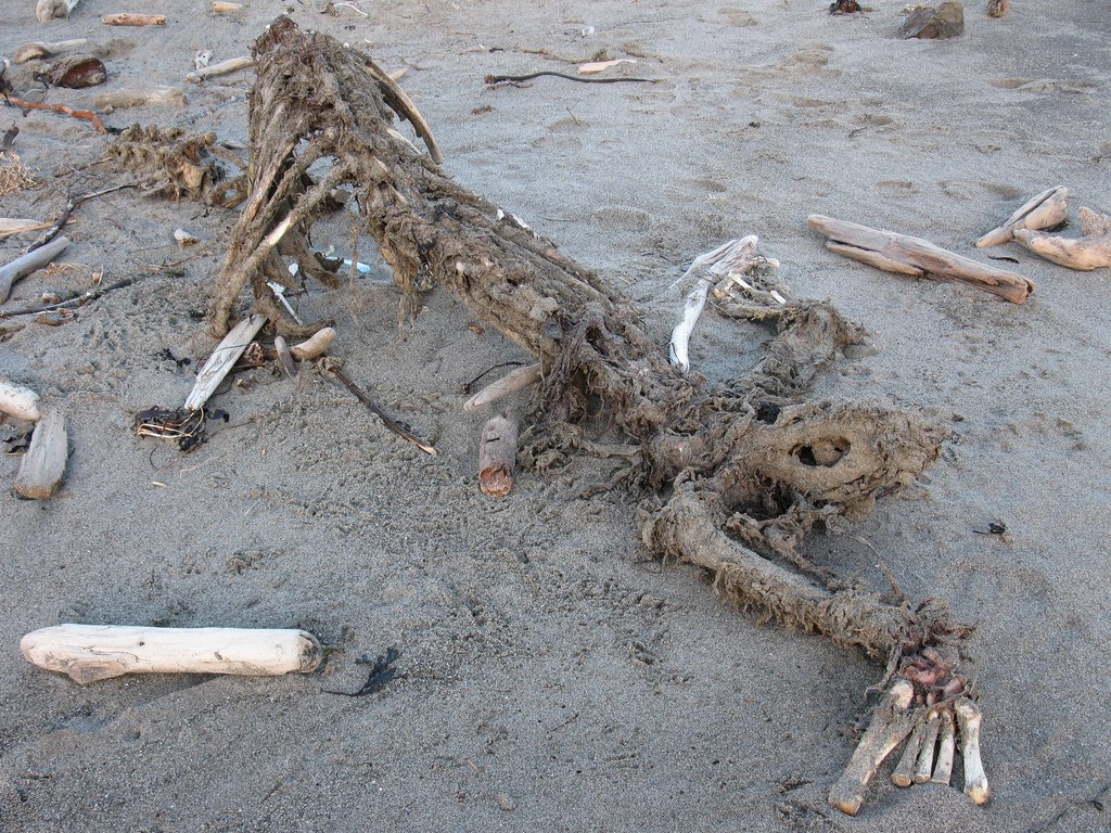 Really cool in tact Sea Lion Skeleton at Toleak Point