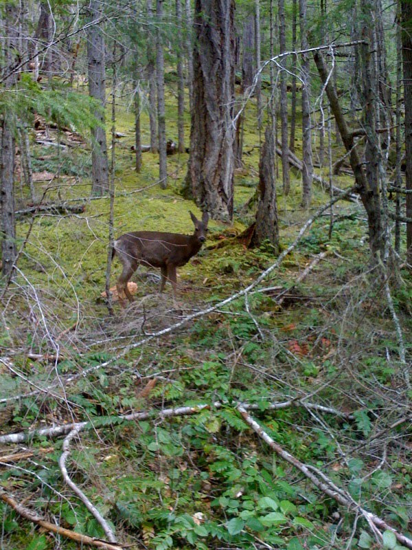 One of many black-tailed deer on the trail.