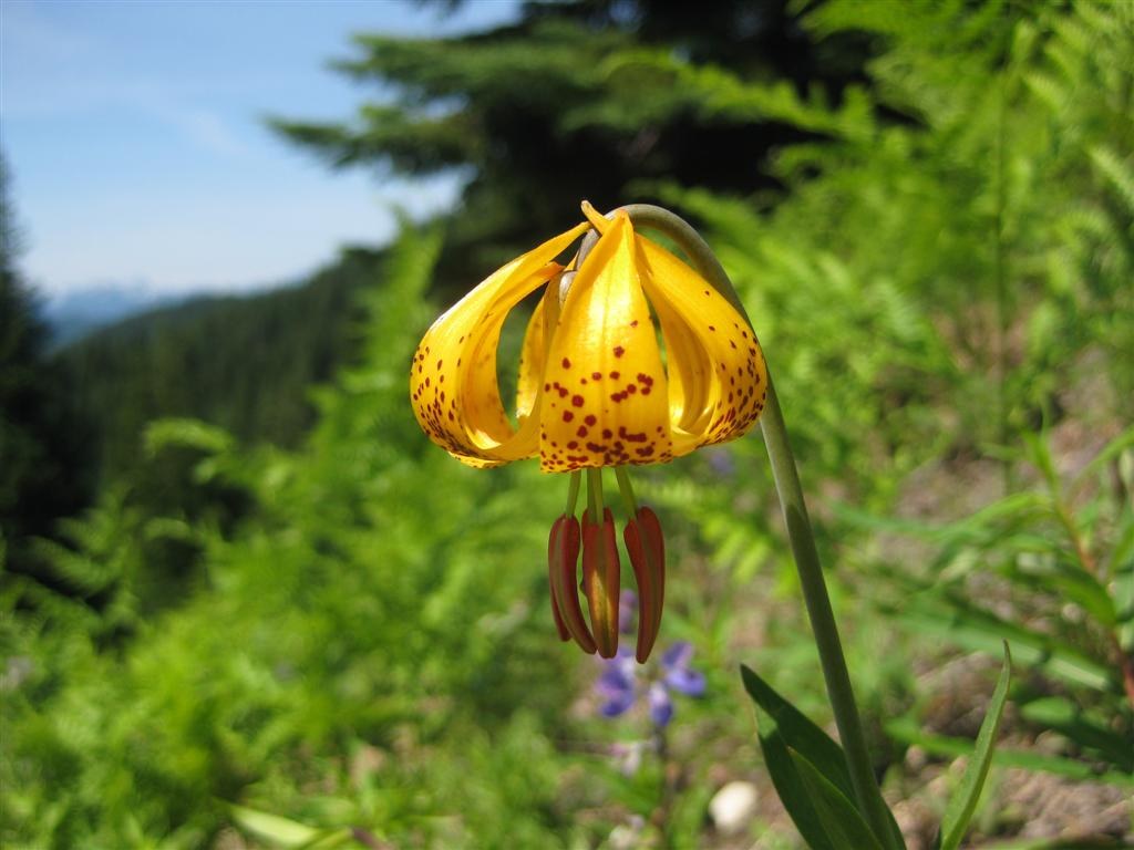 Tiger lilly along the trail - Gary Noble
