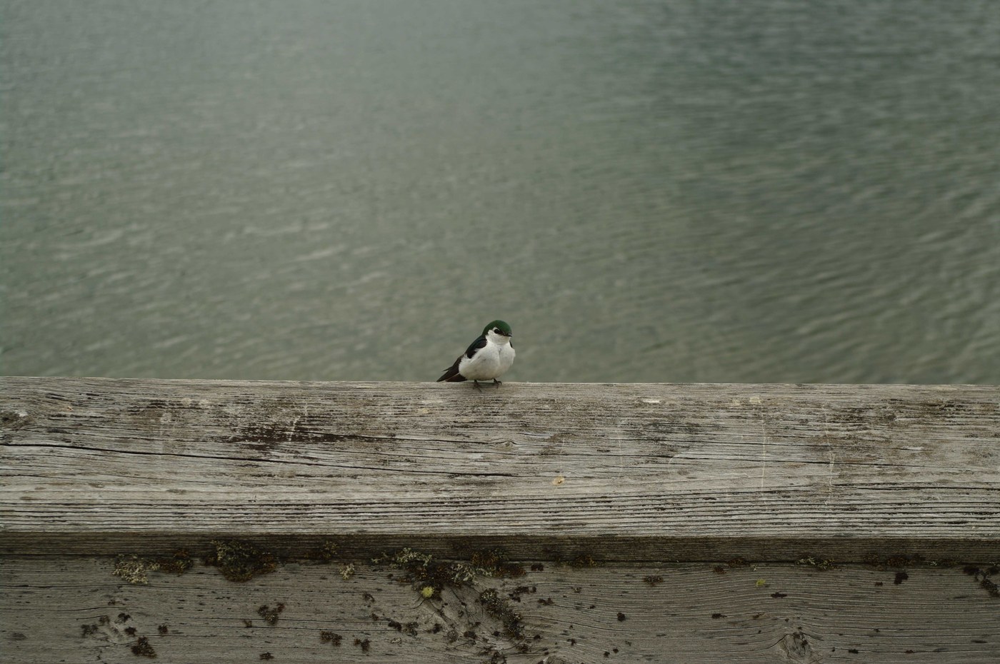 Green violet sparrow (Steve Payne)