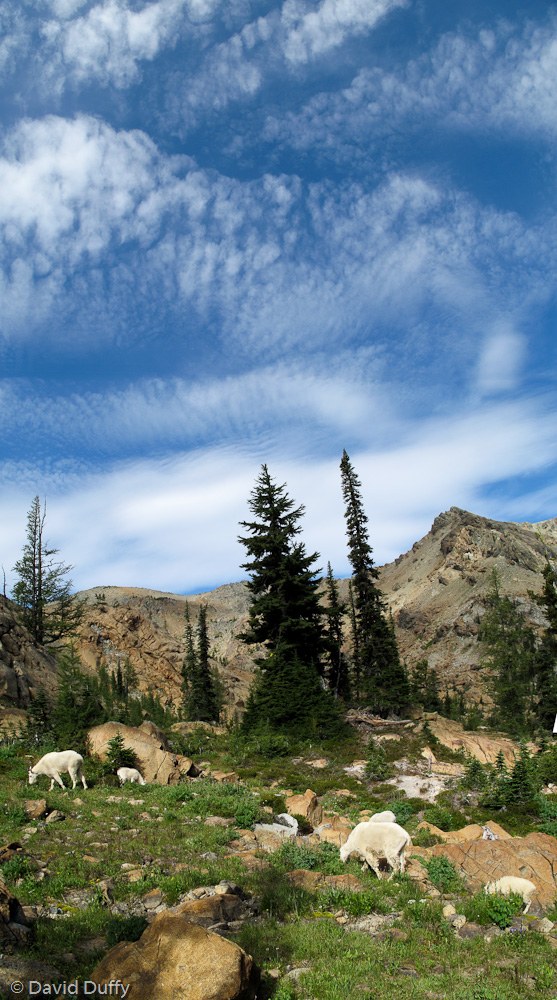 Indifferent goats grazing near our campsite © David Duffy