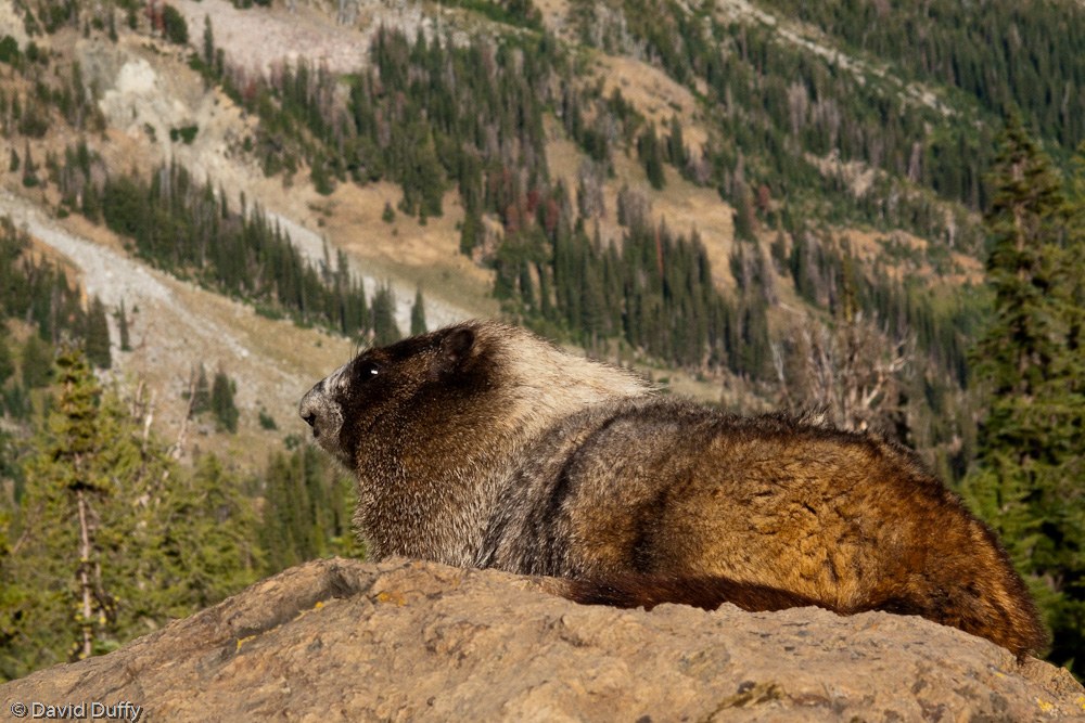 One of many Marmots near our campsite © David Duffy