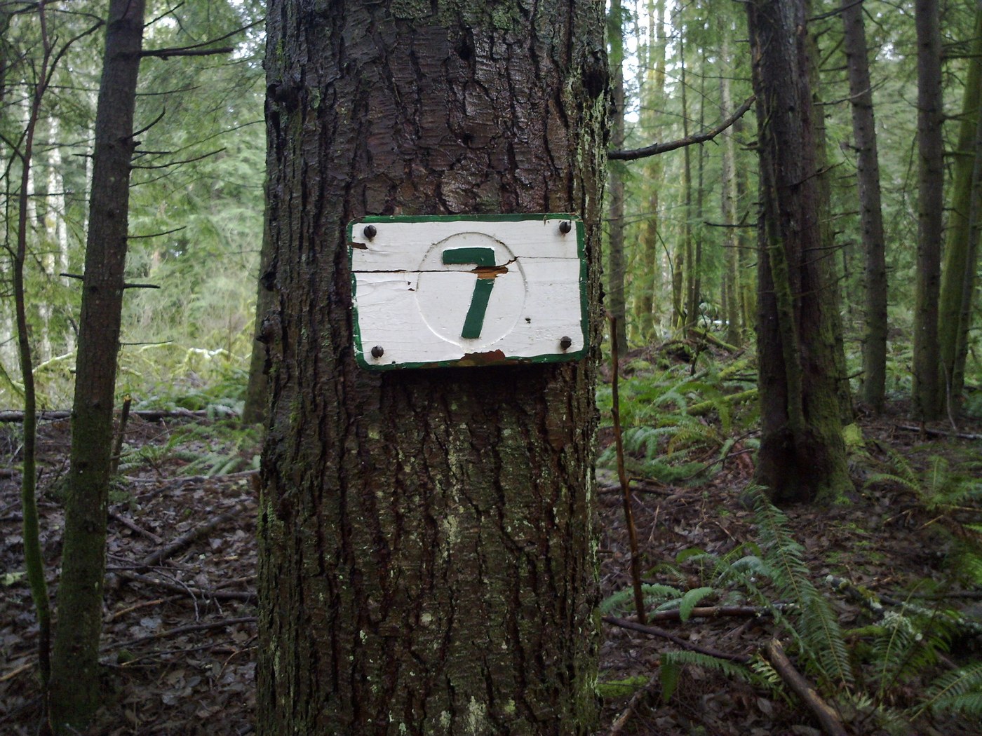 An old mileage marker on the Tiger Mountain Trail near Hal's Cove.