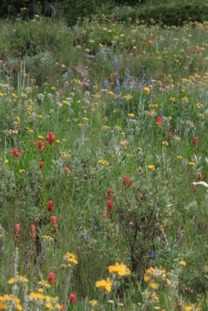 More wildflowers and sagebrush at 6000'!