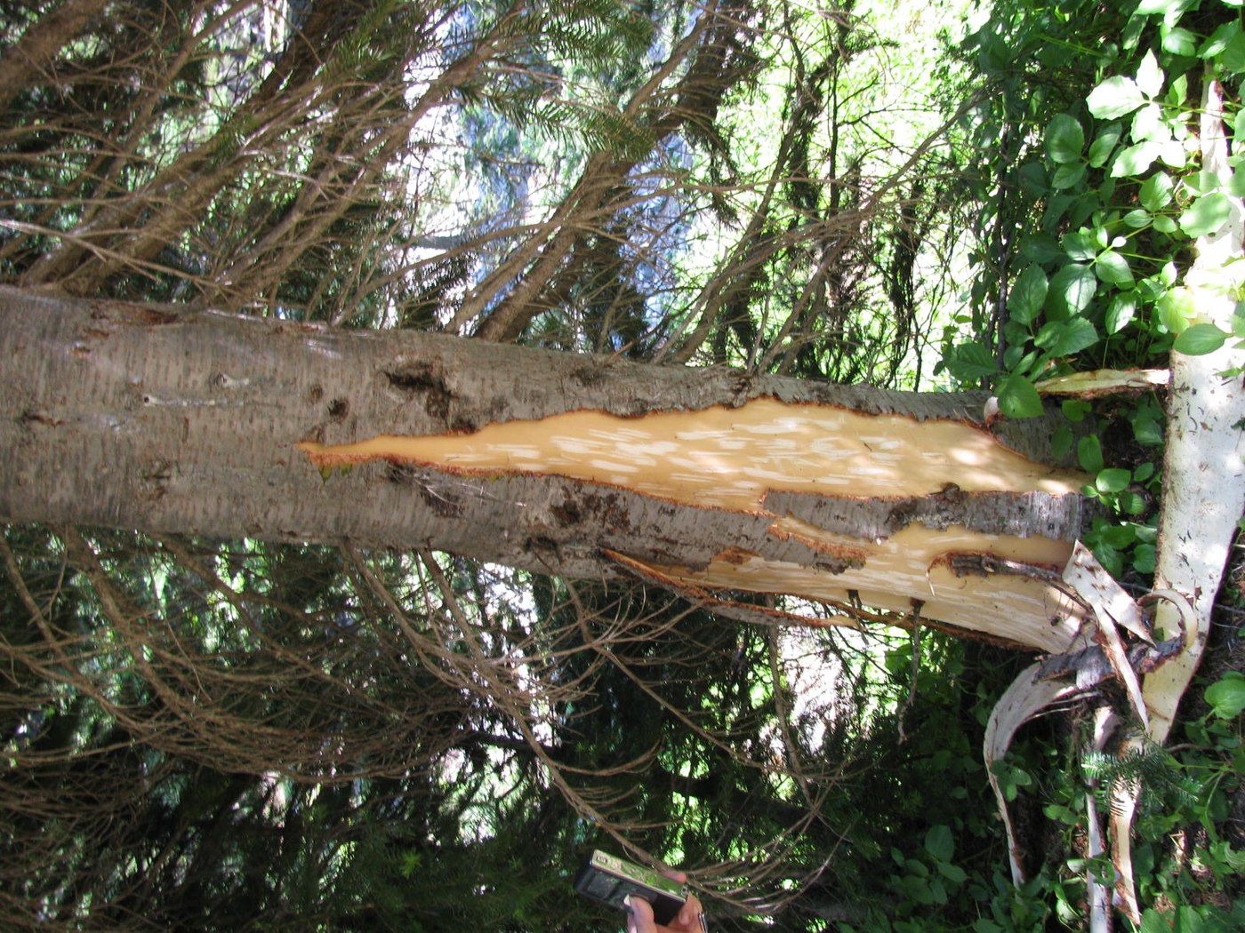 Bark Peeled off by Bears