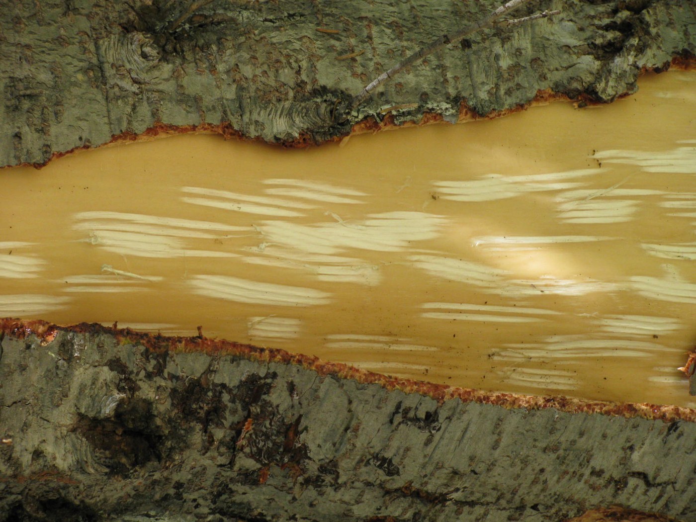 Note craw marks on tree
