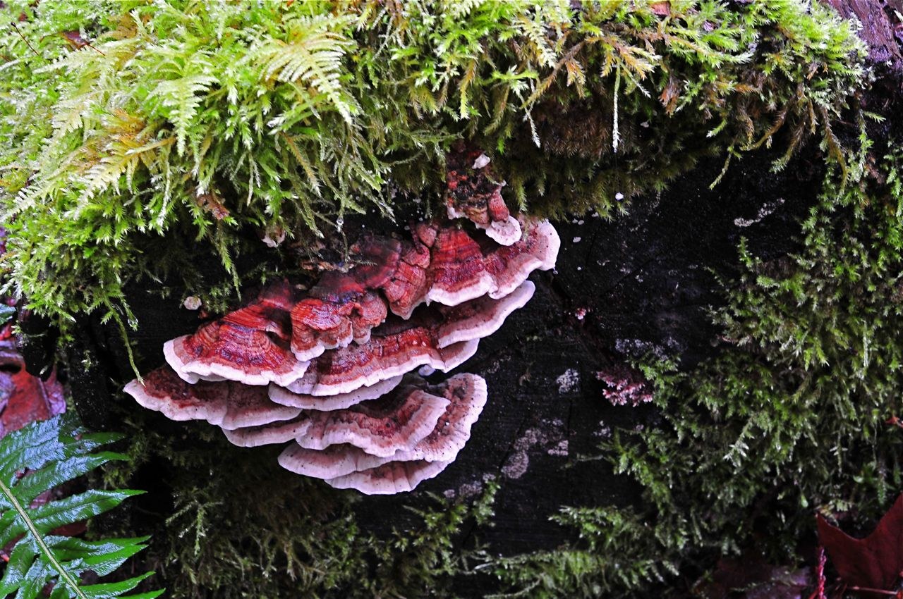 Fungus