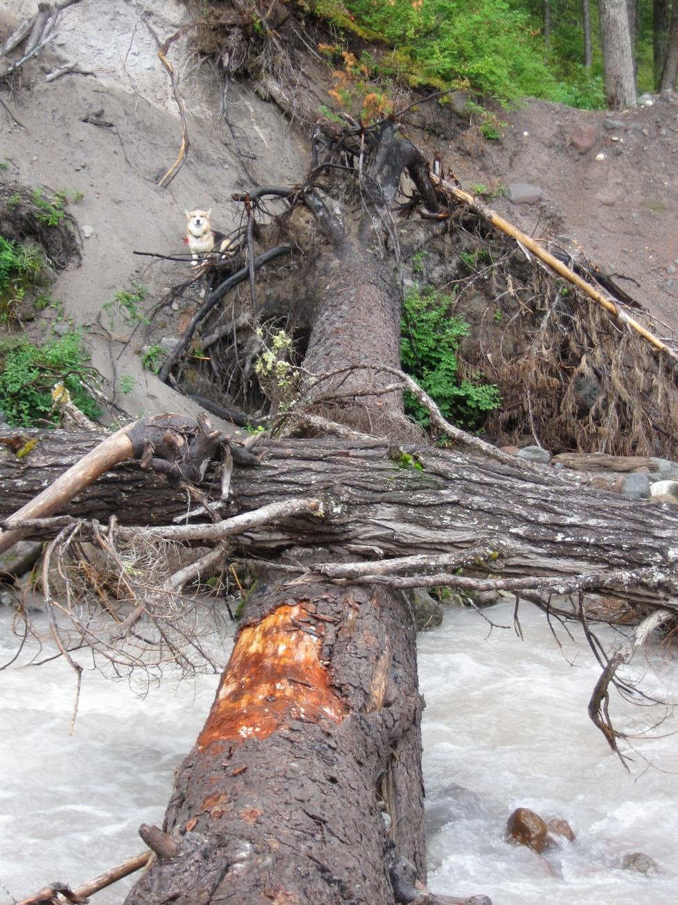 Kennedy Ck log crossing, just above White Chuck confluence. White Chuck also has sturdy good logs high over strong current. Good campsite behind the camera, clean water too, Kennedy Ridge Tr nearby, easy to find.