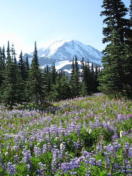 Lupine and Mountain. Photo by Quantum Guru