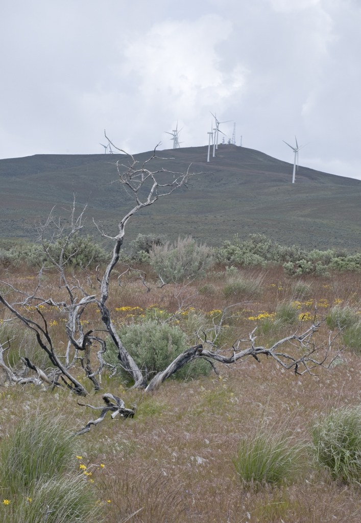 Whiskey Dick and Windmills