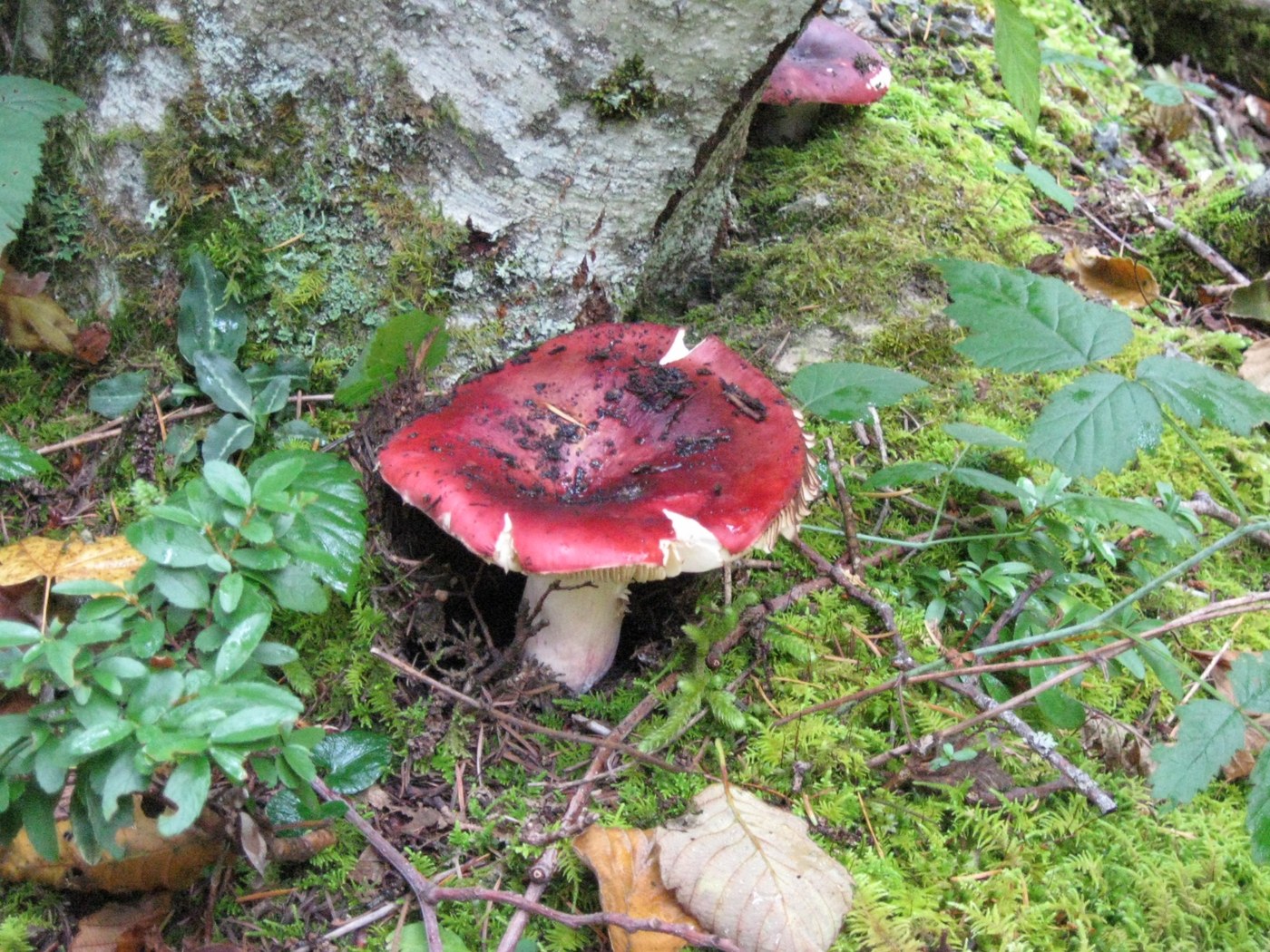 Mushroom. Photo by ShroomMonkey