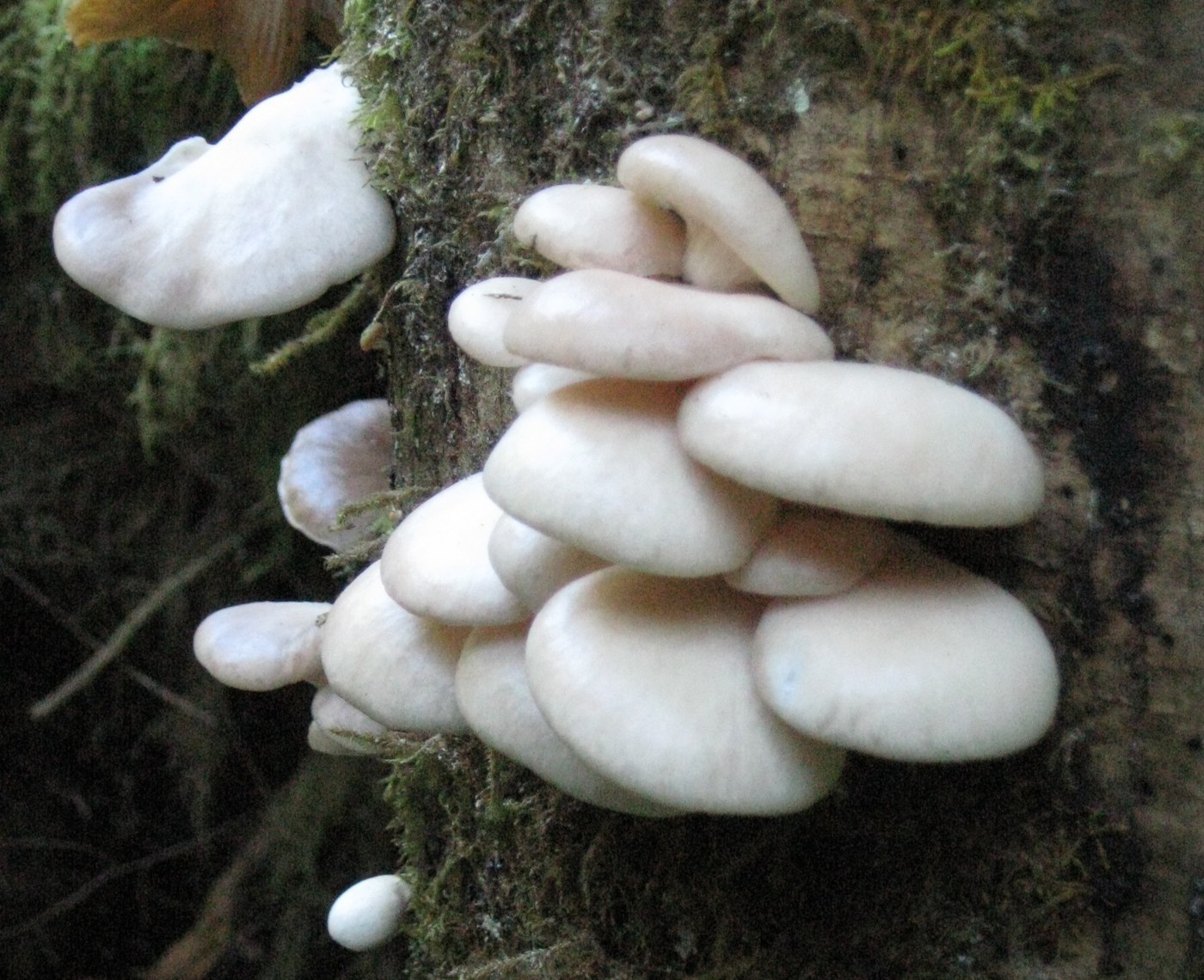 These mushrooms were on a dead tree right next to the trail. Unfortunately they were long gone upon my return trip. Some people can't seem to go out without destroying something. Photo - ShroomMonkey