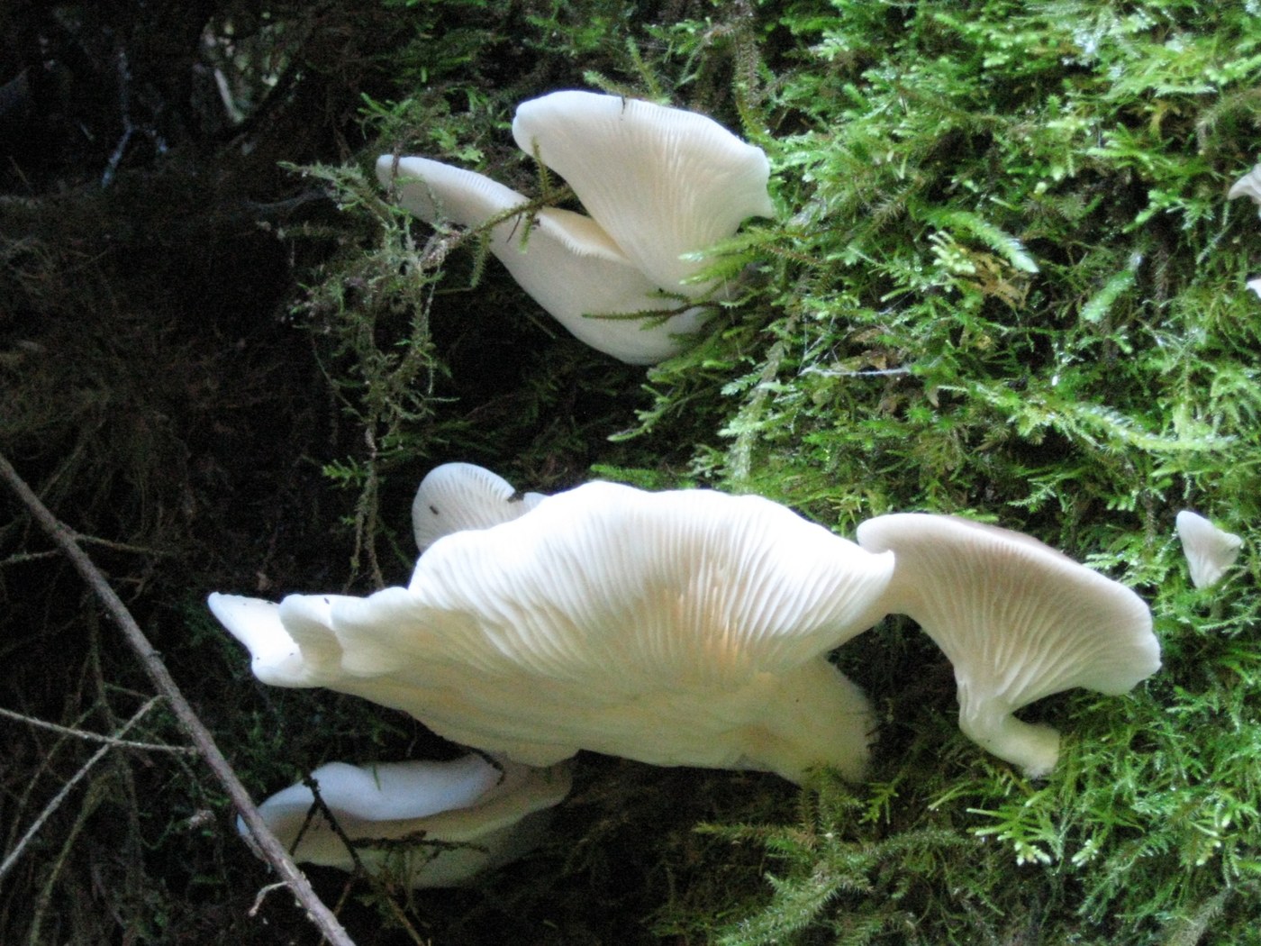 Mushrooms on the back of the same tree. These were still here on my way back out, but who knows if the same vandal got them on his/her return trip. Photo - ShroomMonkey