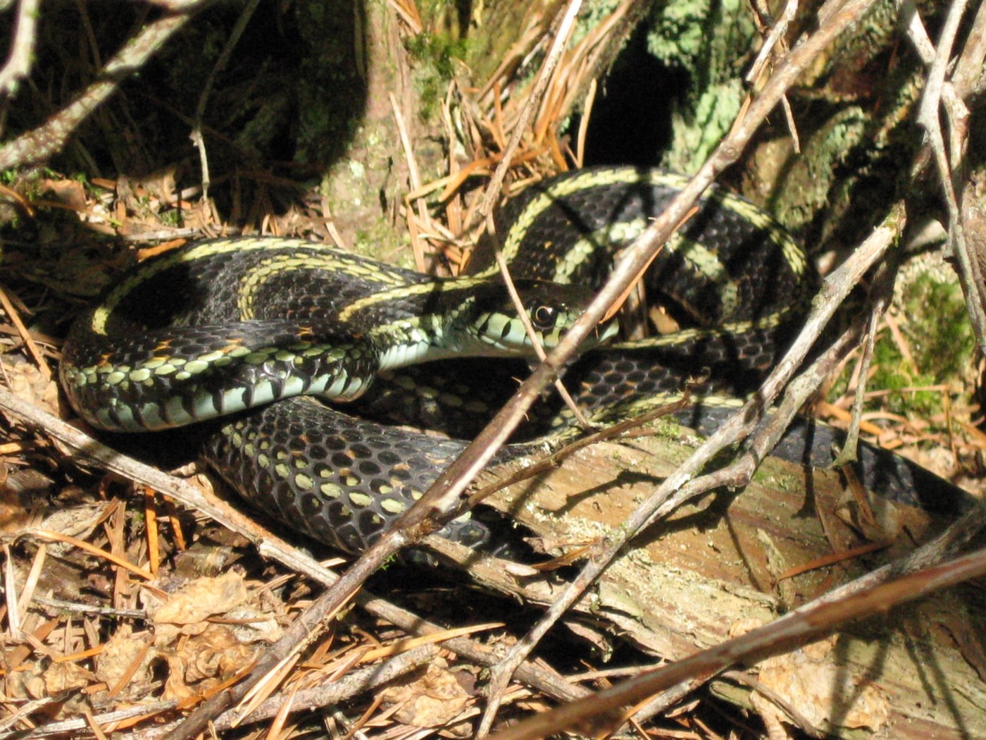The first of the three snakes I saw while on the trail. Photo - ShroomMonkey