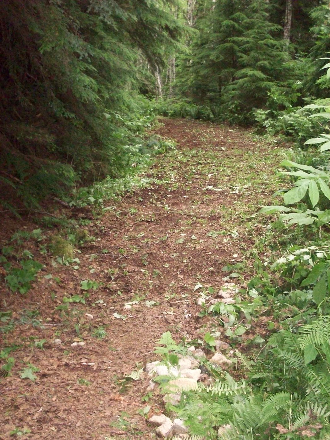 A section of trail that had been brushed Photo by Lindsay Leffelman