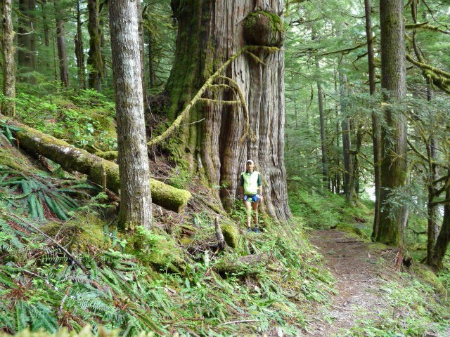 Huge Cedar tree about 150 ft from the Middle Fork Bridge at Dingford Creek. Photo by Uli Steidl