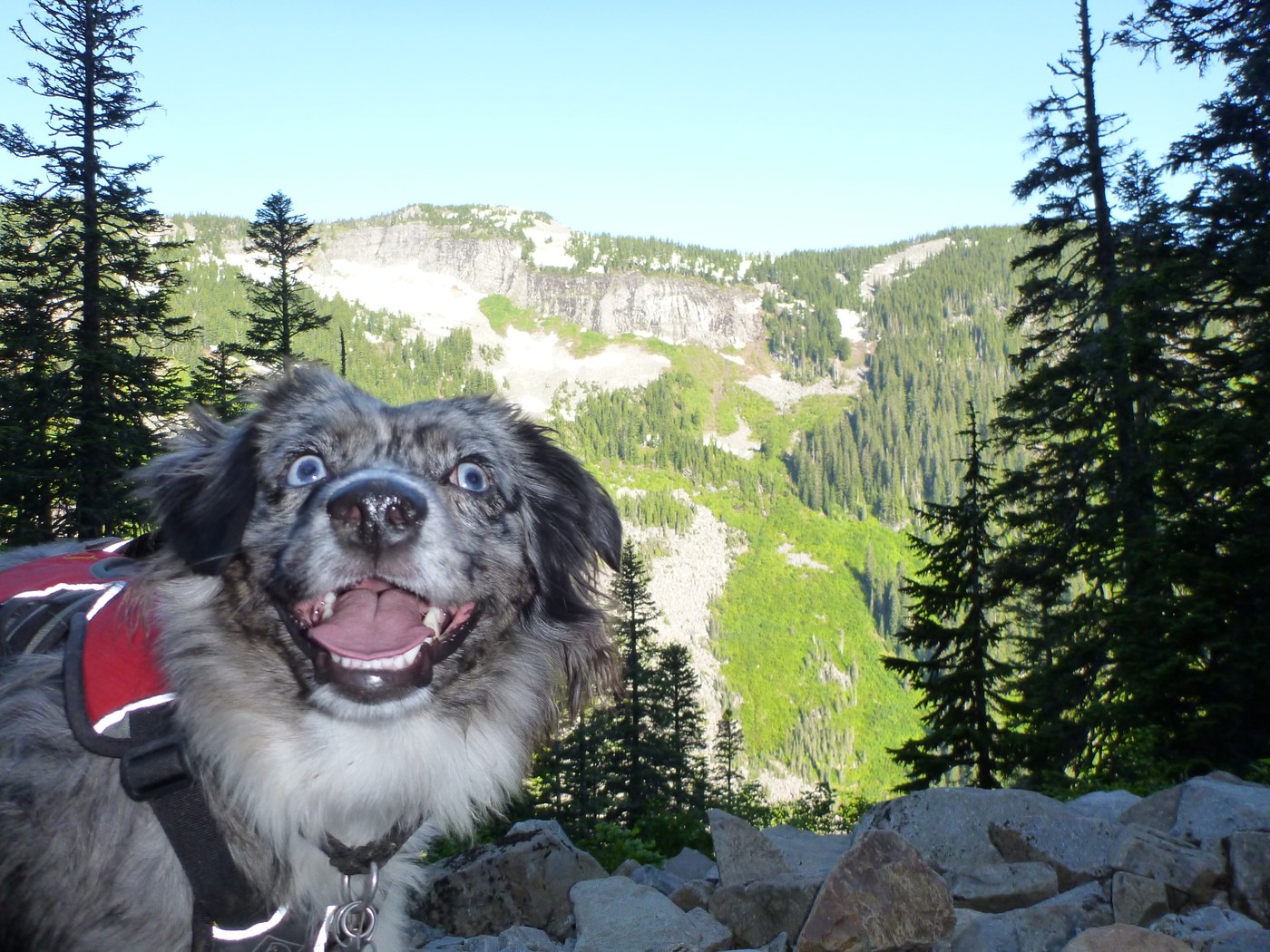 Sparrow - my Mini Aussie -  https://www.facebook.com/pages/Sparrow-and-Bheria/123715377708982