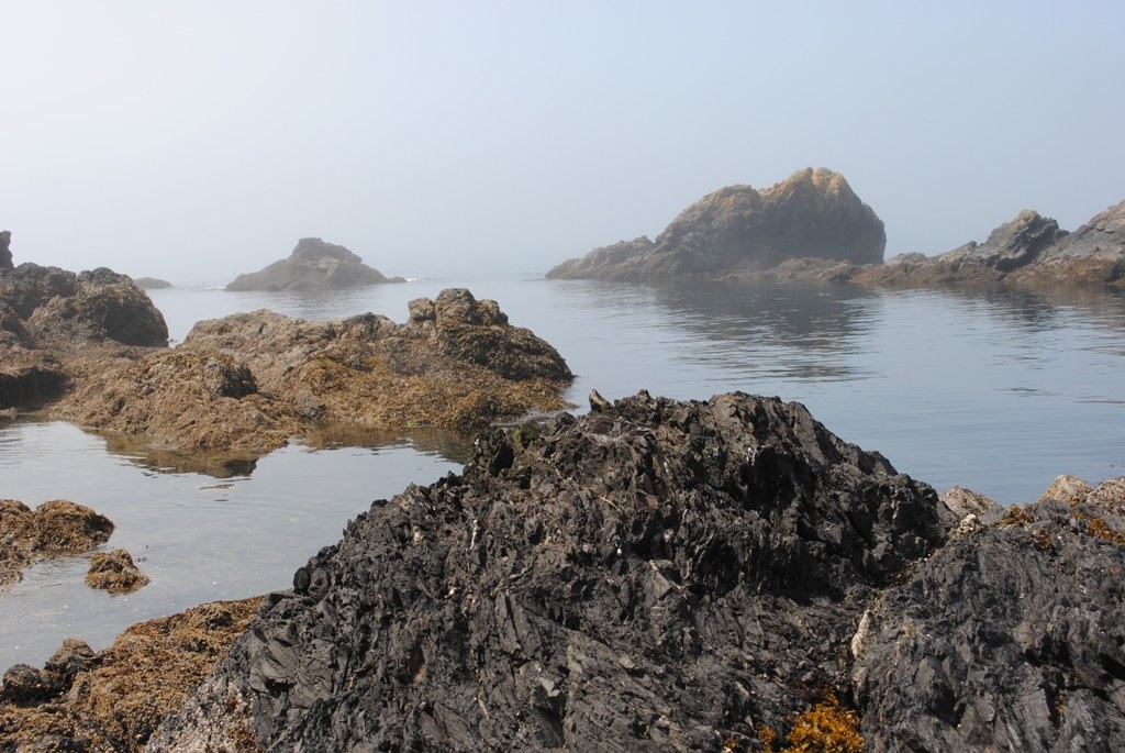Rosario Beach Tide Pools Photo by Lindsay Leffelman