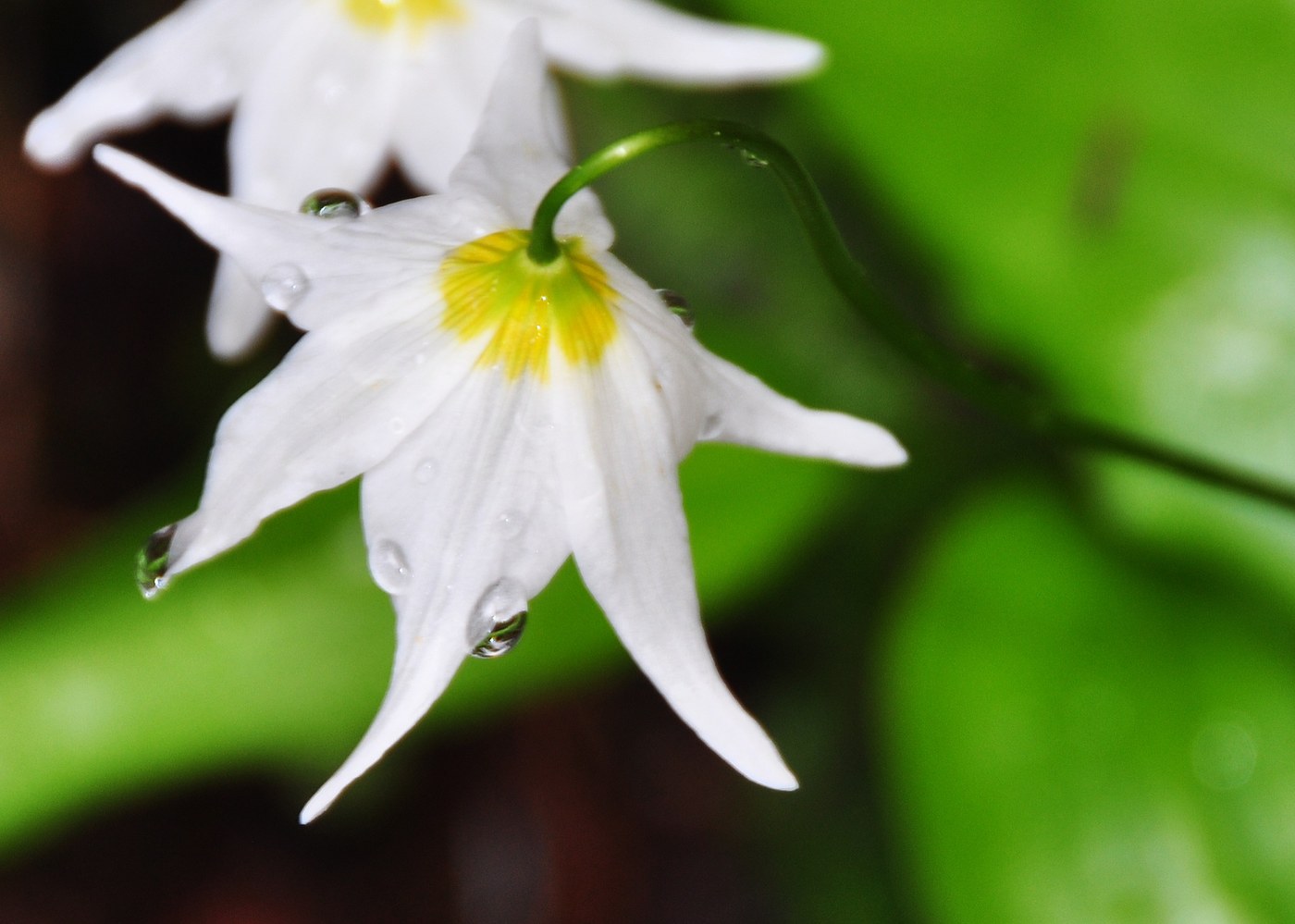 And a virtual carpet of glorious glacier lilies.