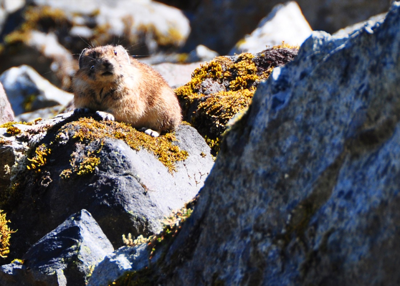 Plenty of pika cheeping away