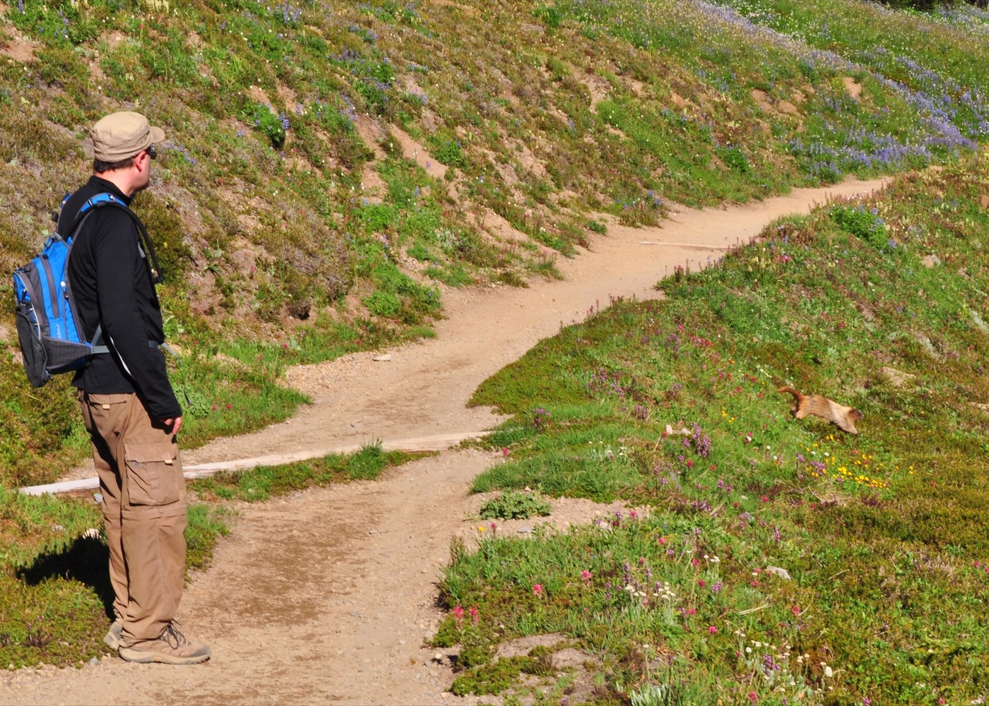 James waits patiently at the marmot crossing
