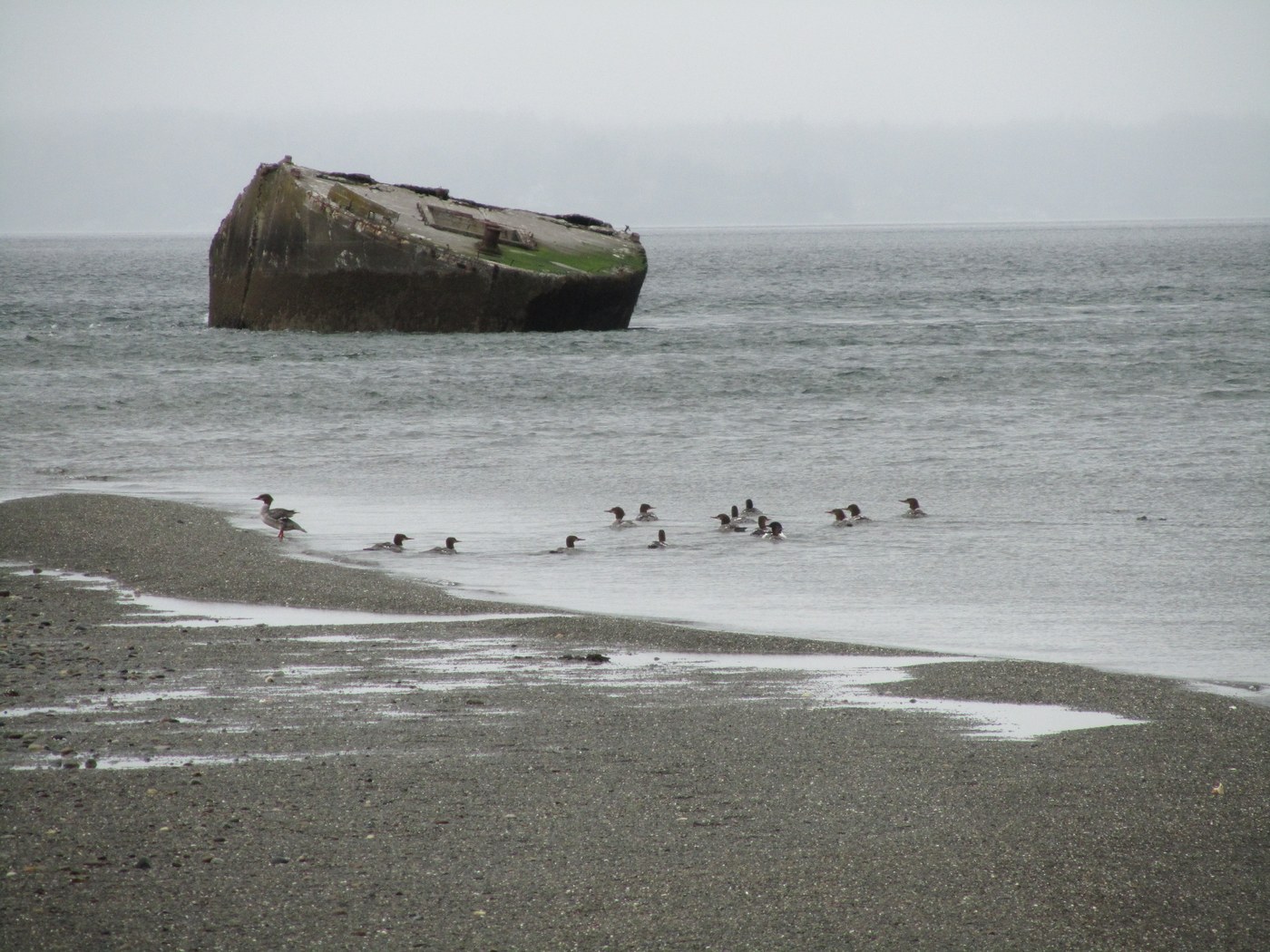 Ducks & geese near end of sandbar (w/ hulk in background)