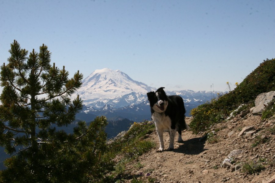 Rainier from Nelson Ridge -- jimborden