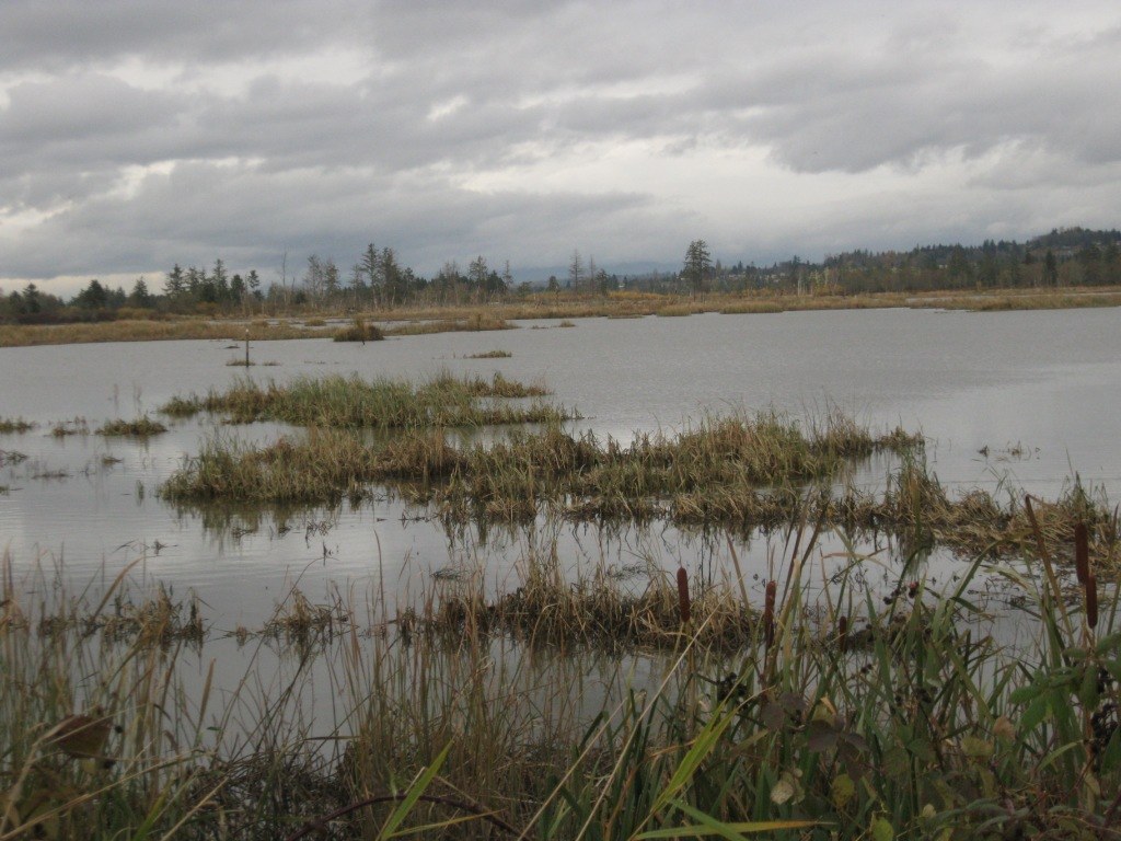 estuary, lots of life even in winter