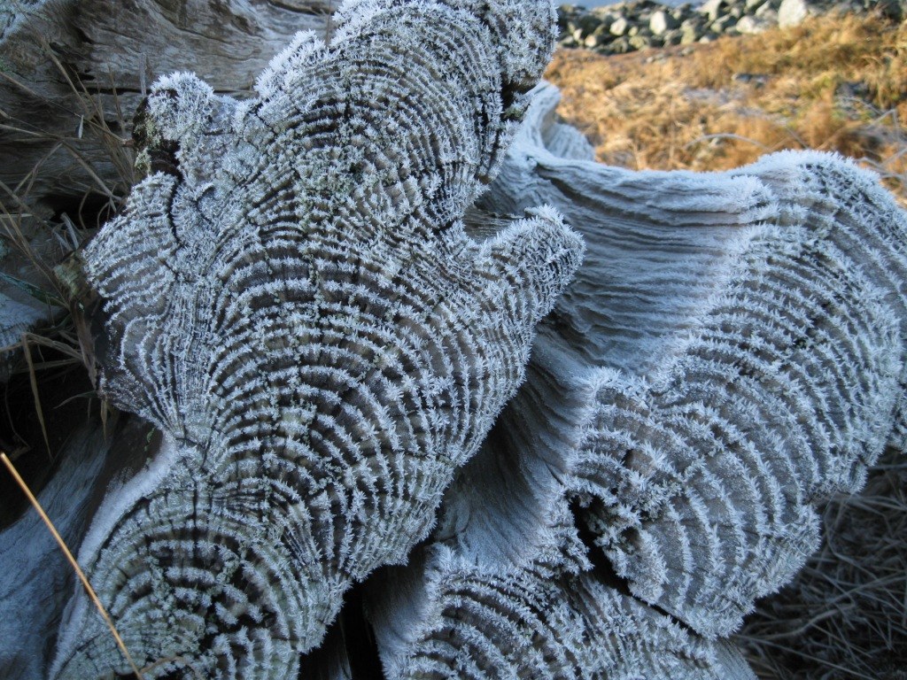 frost on driftwood
