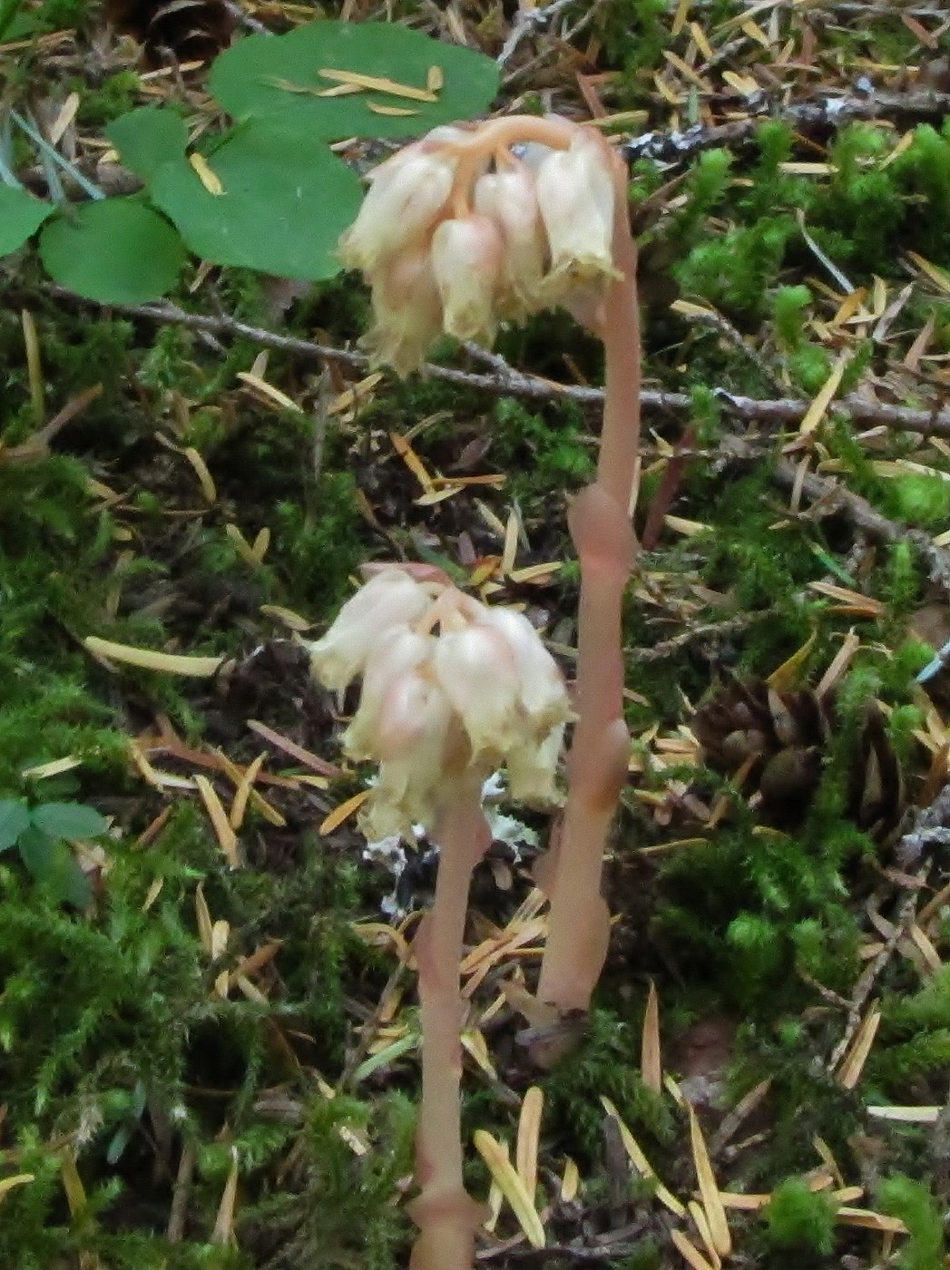 Wild flower at the beginning of hike