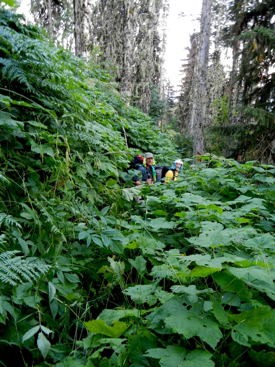 Overgrown trail
