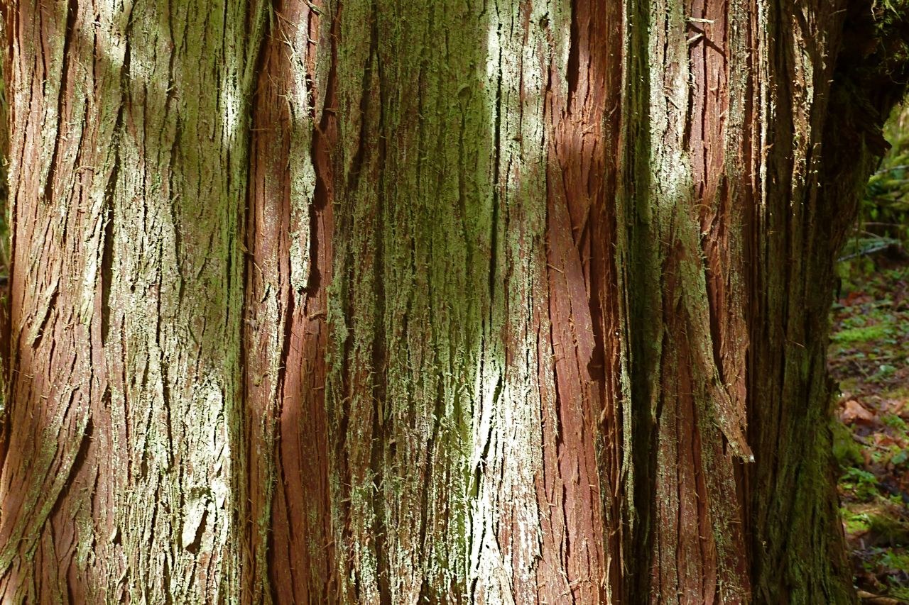 Beautiful Cedar Bark