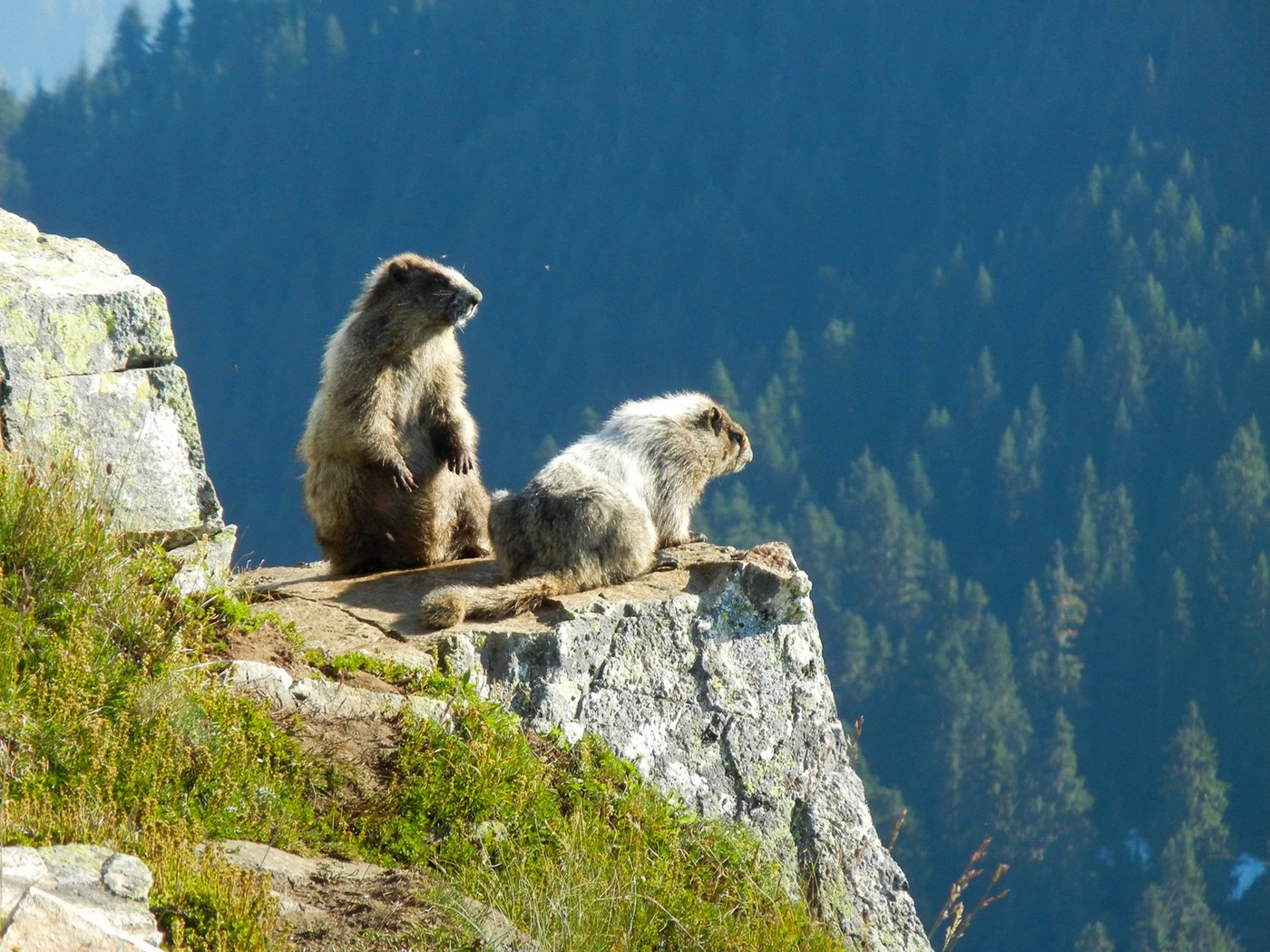 Marmot pair on top