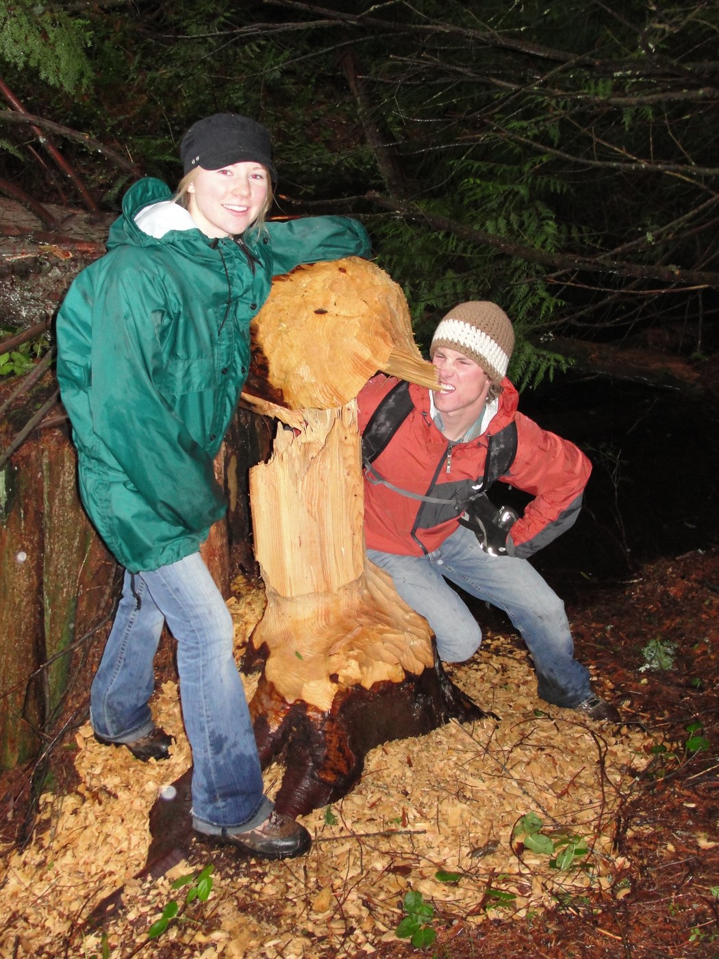 Evidence of recent Beaver activity at Lily Lake.