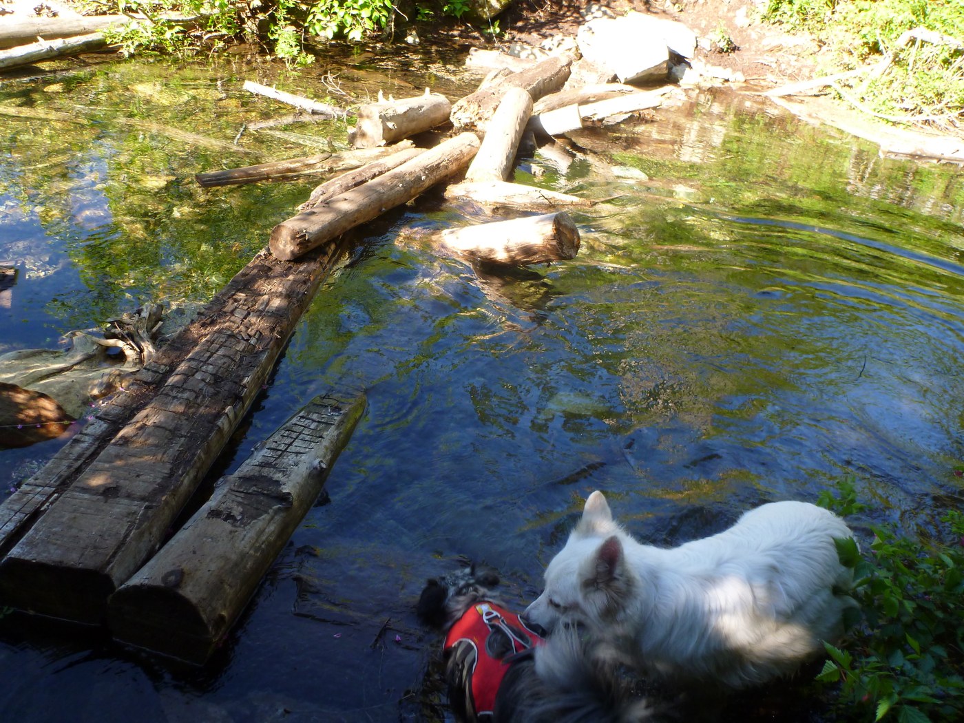Log "bridge" - BE CAREFUL!