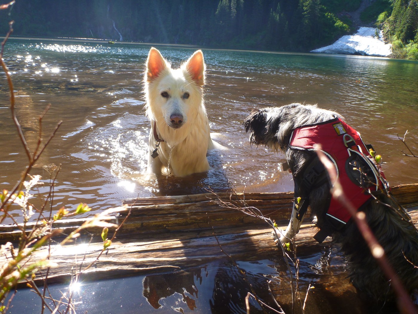 Dogs in Annette Lake