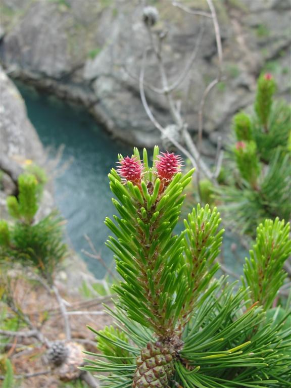 What are the pink tufts on this fir?