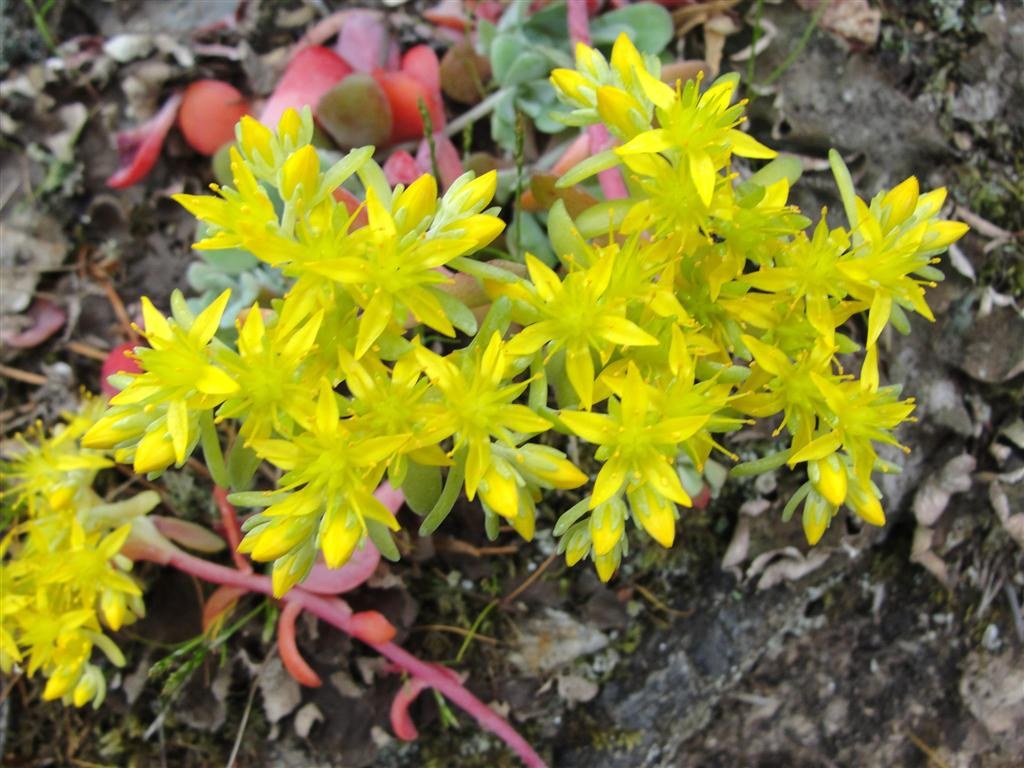 Cascade Stonecrop.