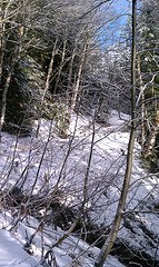 Blue sky...picking my way through the overgrown trail.