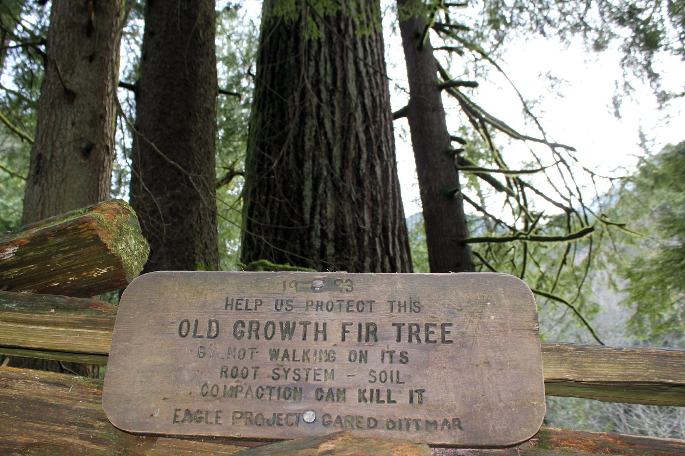 Old Growth Fir Tree.
