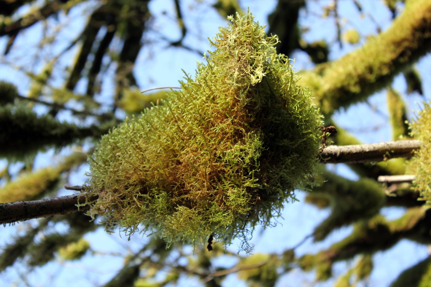 Thick Moss.