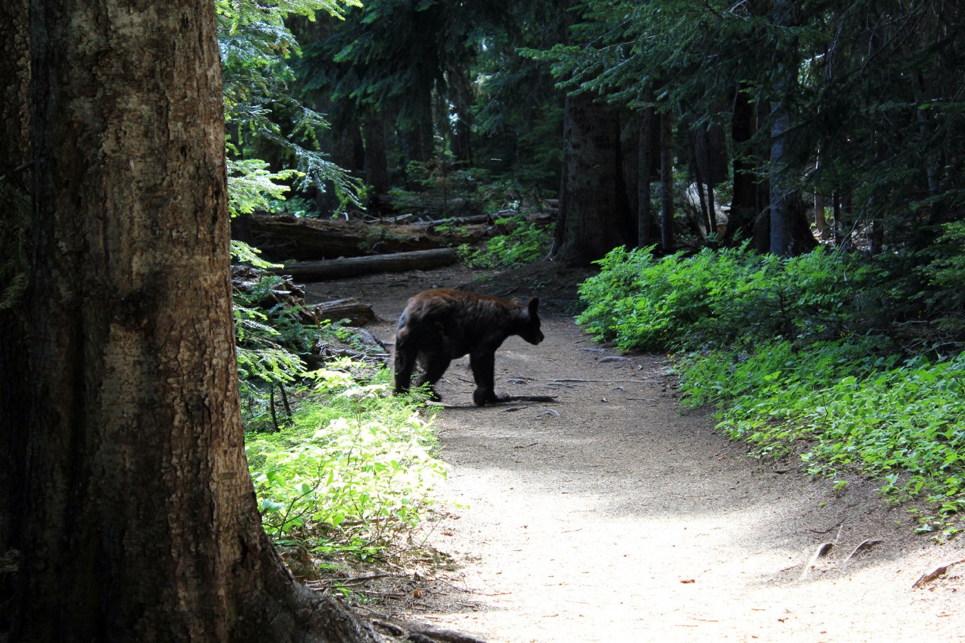 Mr. Bear sharing the trail.