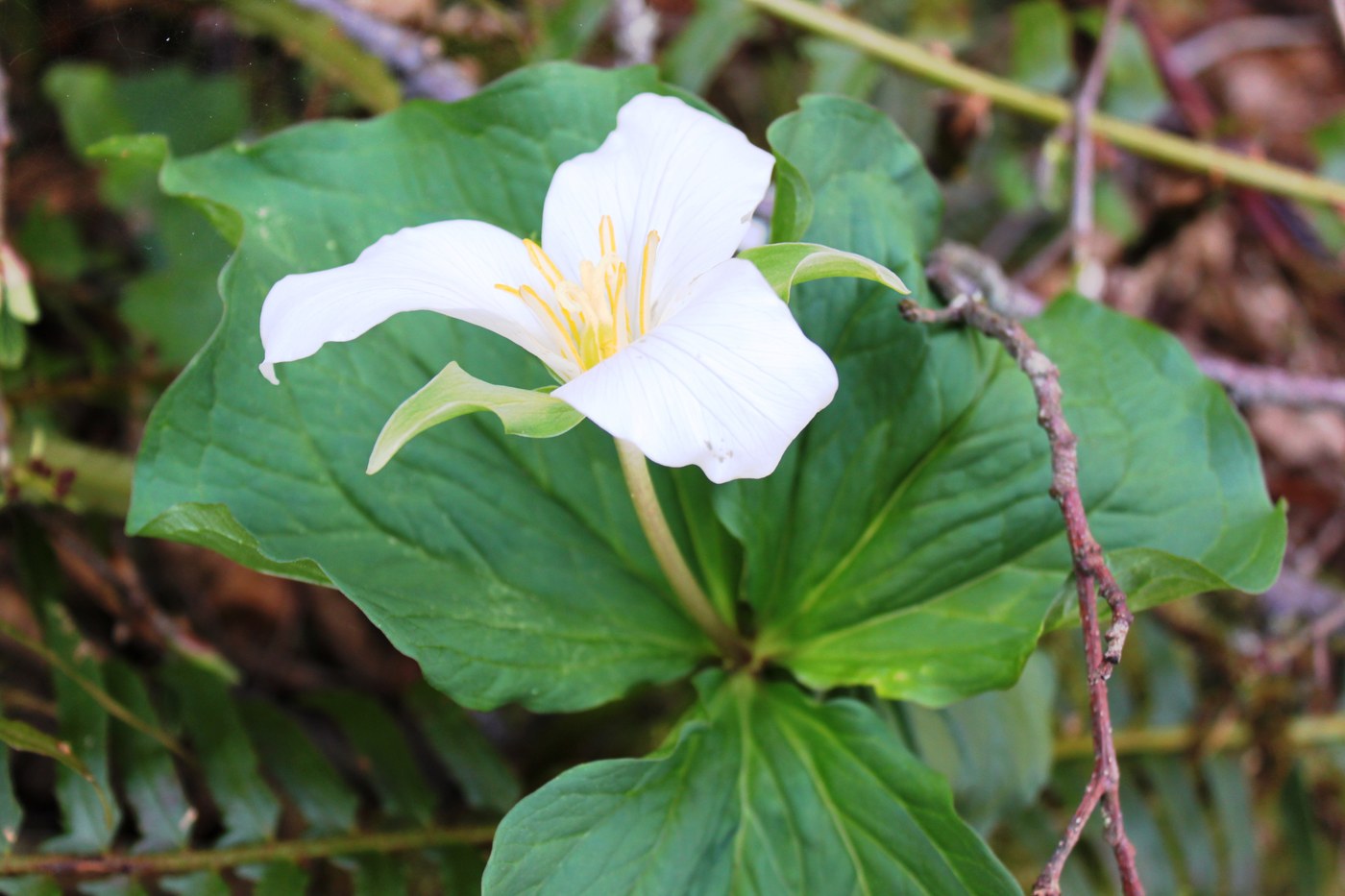 Beautiful Flower