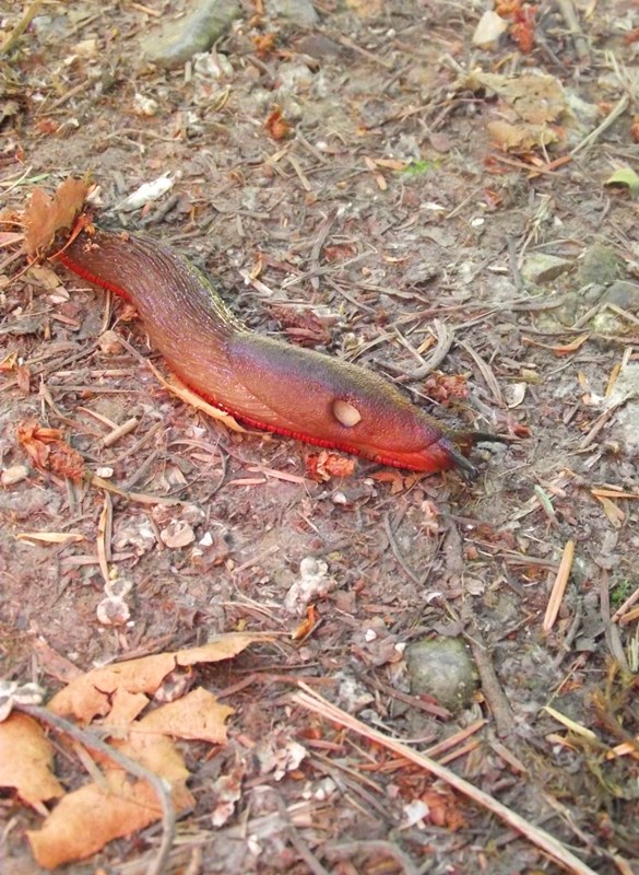 A sluggish hiking partner!