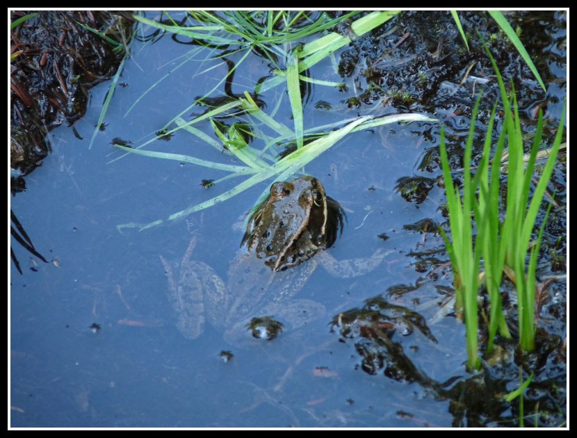 Frog